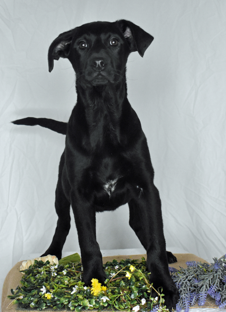 Jayla, an adoptable Labrador Retriever, Schnauzer in Monroe, LA, 71203 | Photo Image 1
