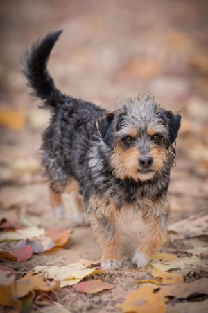 Chili, Young Male Terrier