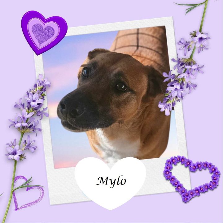 Mylo 4