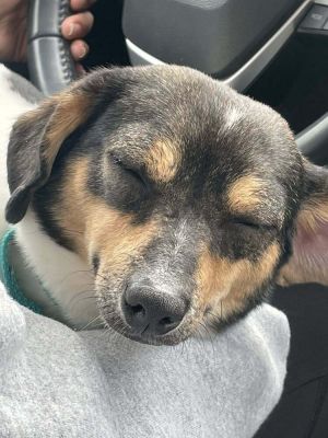Amber (AL) Terrier Dog