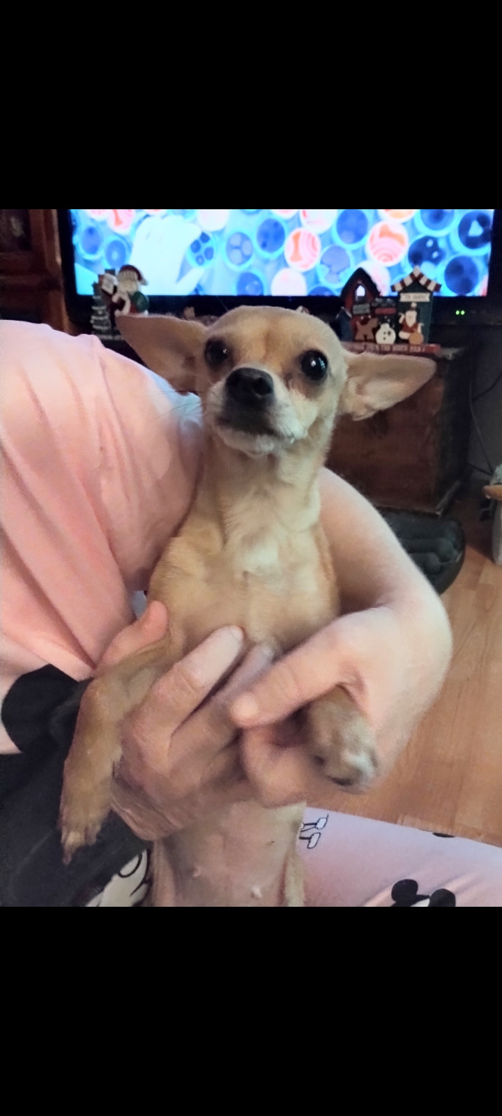 PENELOPE