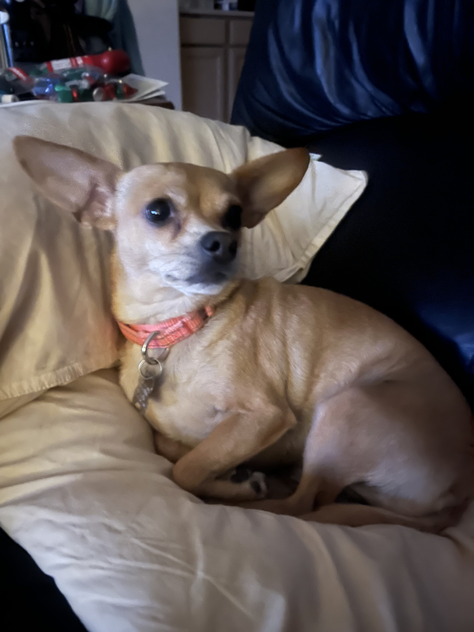 PENELOPE