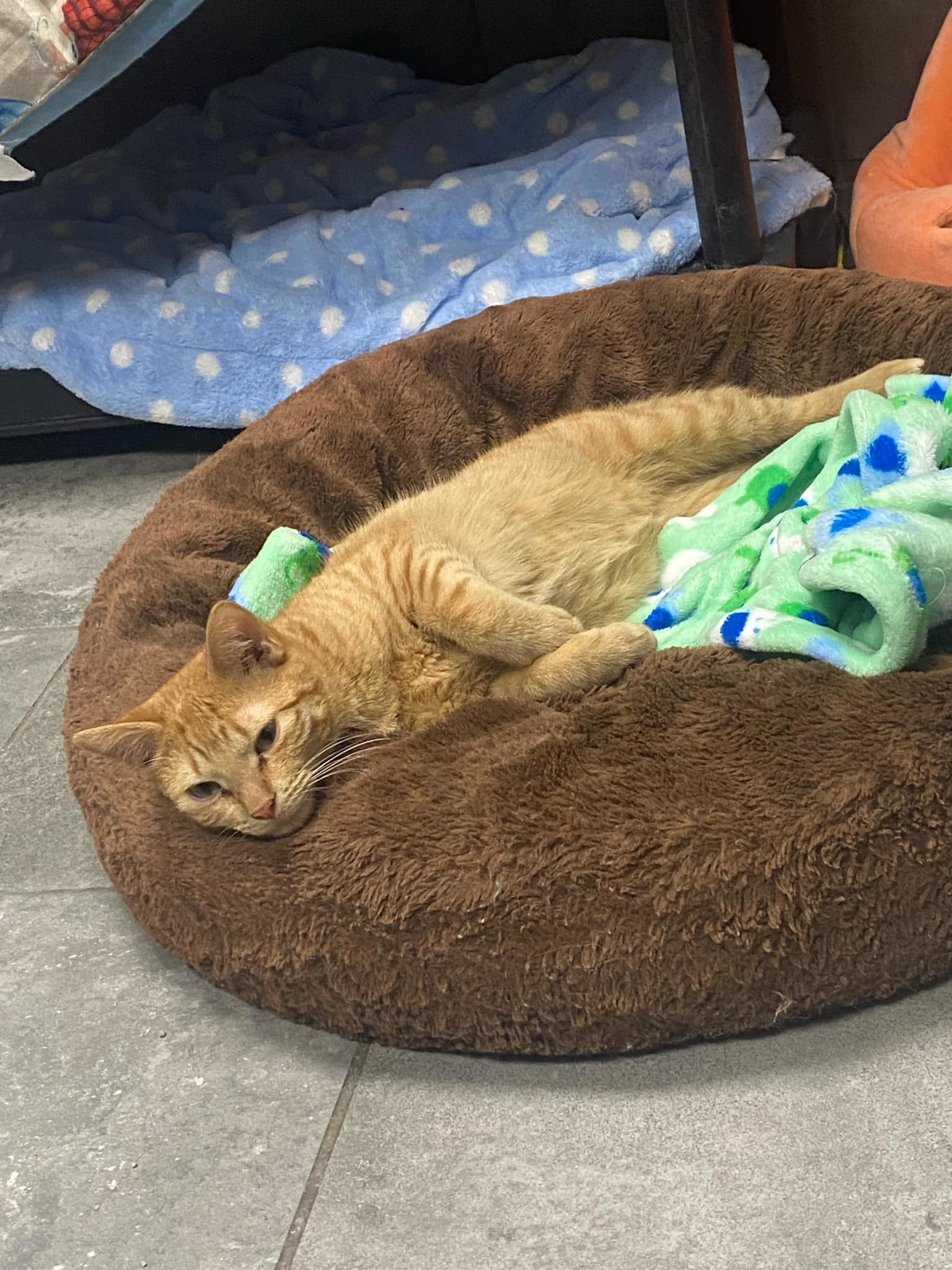 CINNAMON