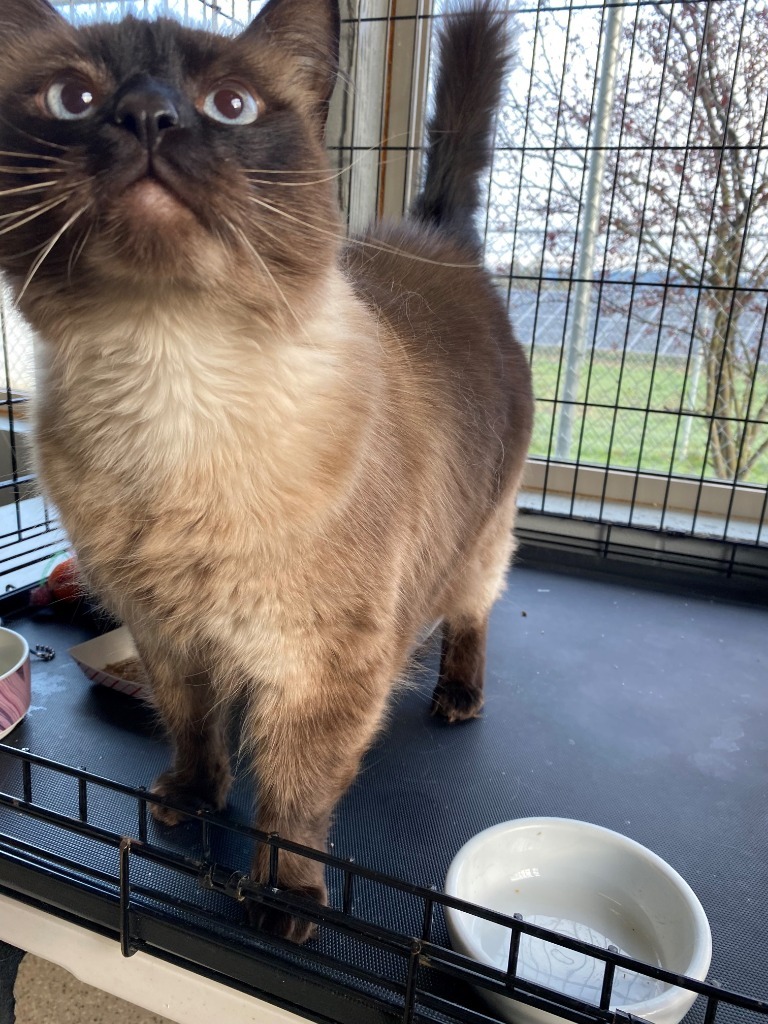 Blue, an adoptable Ragdoll in Newberg, OR, 97132 | Photo Image 1