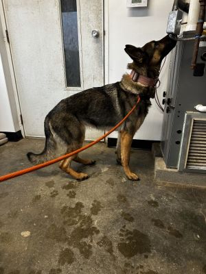 Dog for adoption - Riley, a German Shepherd Dog in Louisville, IL ...