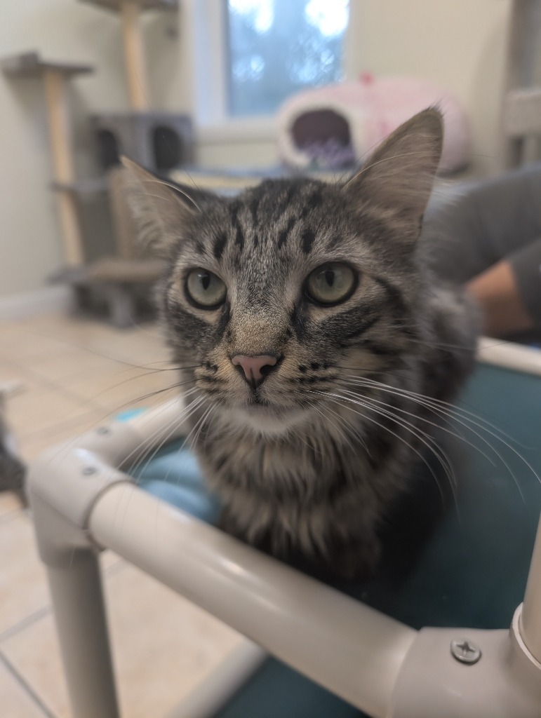 Rufus