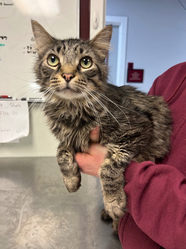Rufus