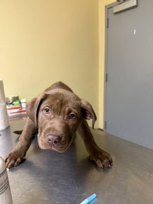 LATTE, Young Male Mixed Breed