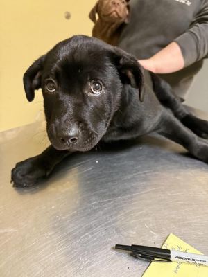 MAXWELL, Young Male Mixed Breed
