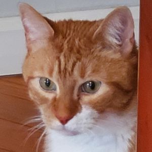 Sammy is a friendly calm kind of guy Some days he likes to sleep on his own Other days he