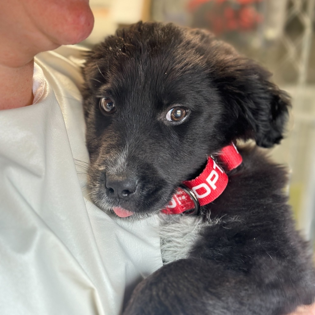 Winston Wolf, an adoptable Border Collie, Mixed Breed in Lander, WY, 82520 | Photo Image 2