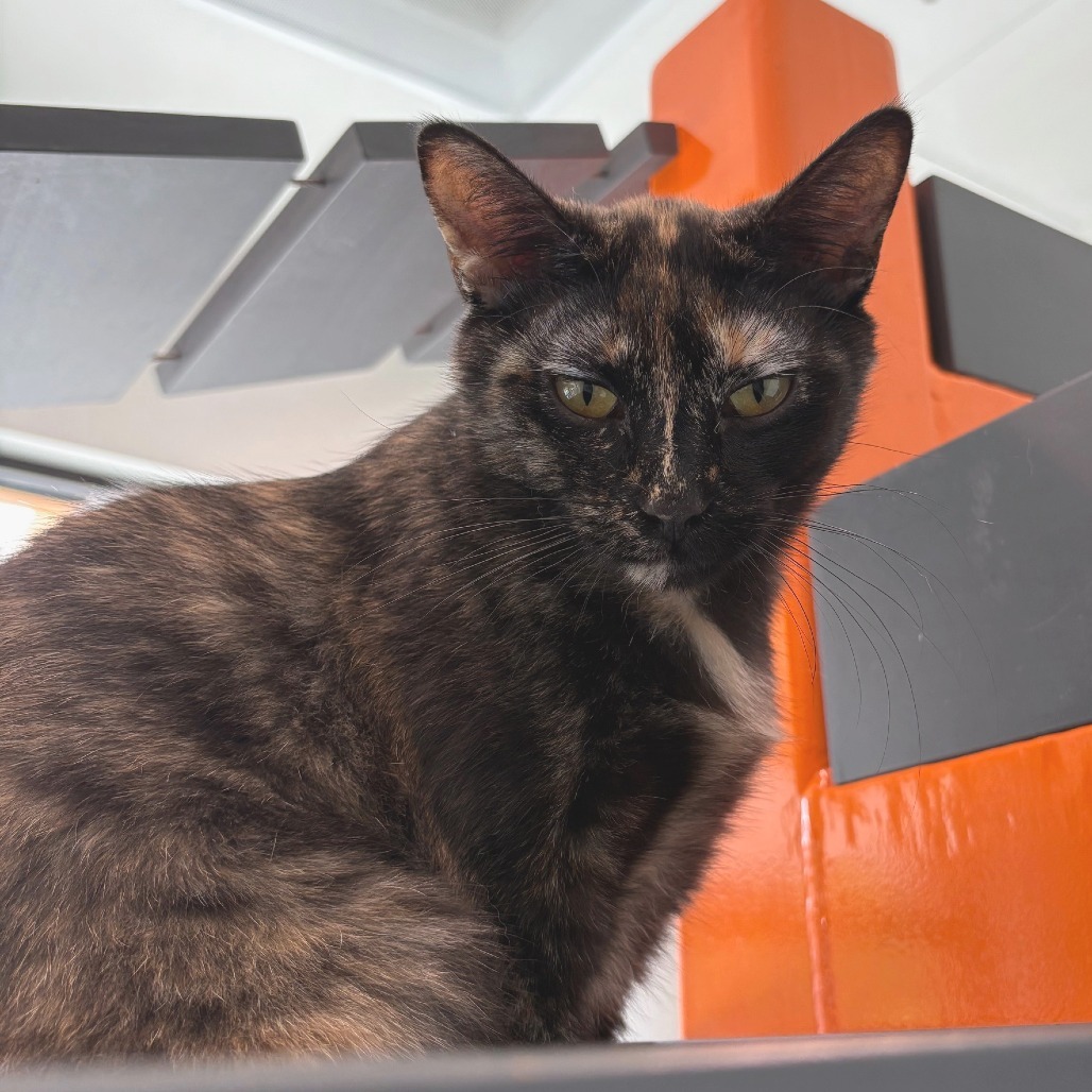 Lovebug, an adoptable Domestic Short Hair in Hailey, ID, 83333 | Photo Image 1