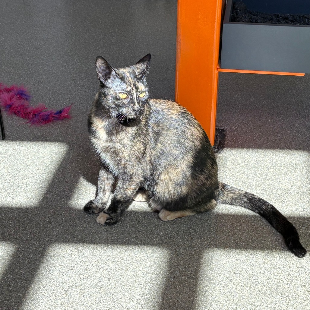Lovebug, an adoptable Domestic Short Hair in Hailey, ID, 83333 | Photo Image 1