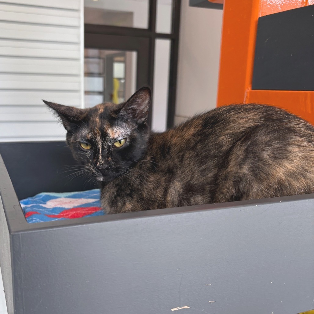 Lovebug, an adoptable Domestic Short Hair in Hailey, ID, 83333 | Photo Image 3