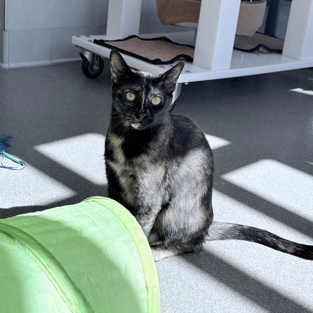 Lovebug, an adoptable Domestic Short Hair in Hailey, ID, 83333 | Photo Image 5