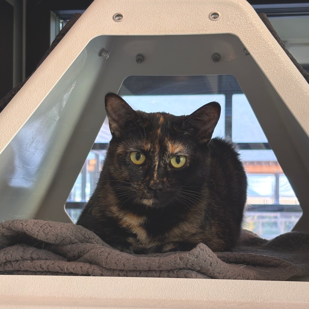 Lovebug, an adoptable Domestic Short Hair in Hailey, ID, 83333 | Photo Image 6