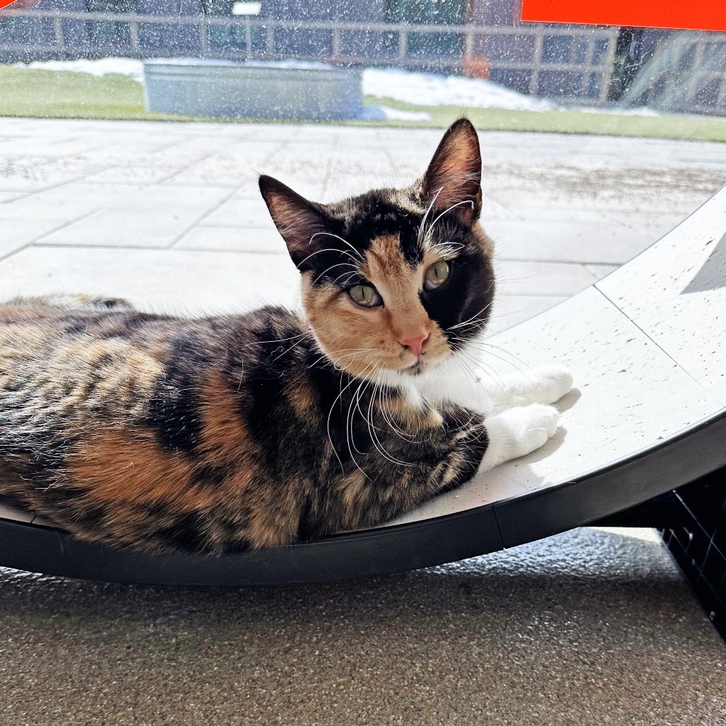 Lady, an adoptable Domestic Short Hair in Hailey, ID, 83333 | Photo Image 1