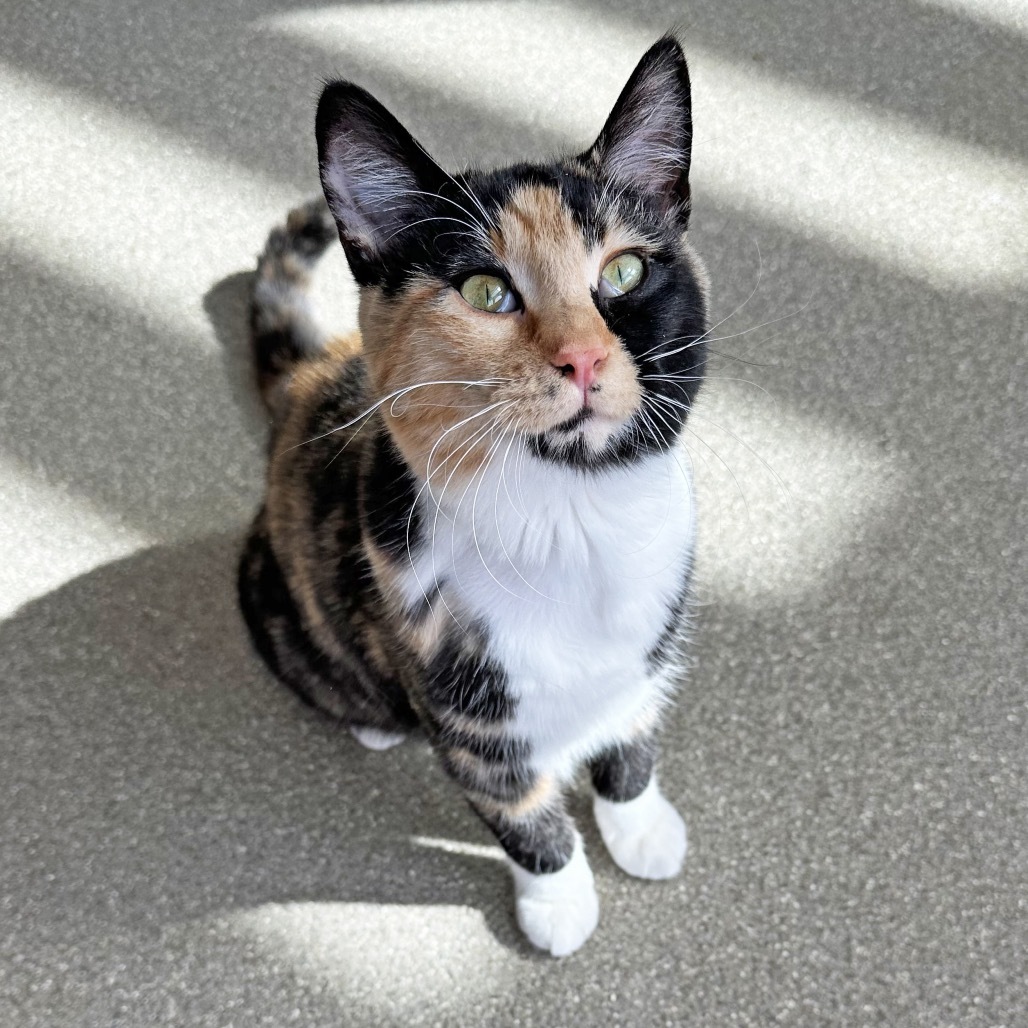 Lady, an adoptable Domestic Short Hair in Hailey, ID, 83333 | Photo Image 2