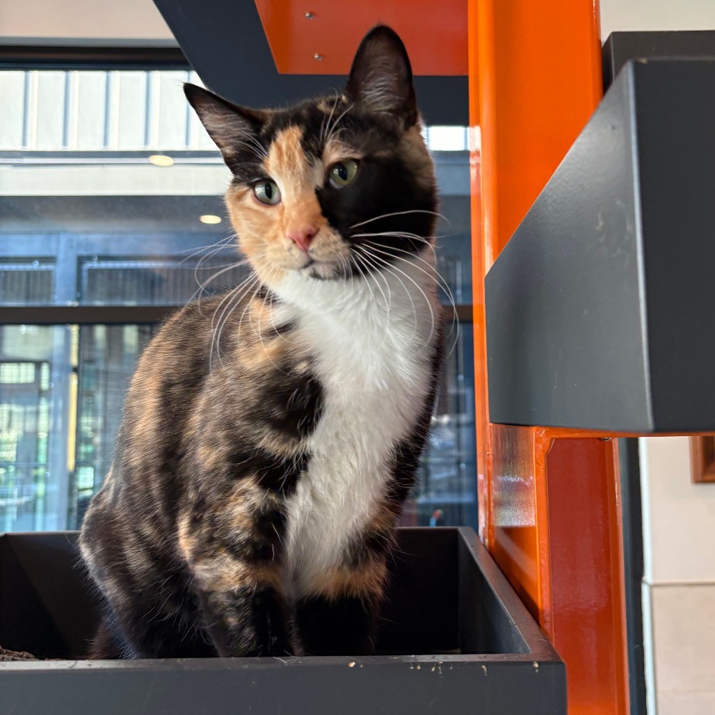 Lady, an adoptable Domestic Short Hair in Hailey, ID, 83333 | Photo Image 3