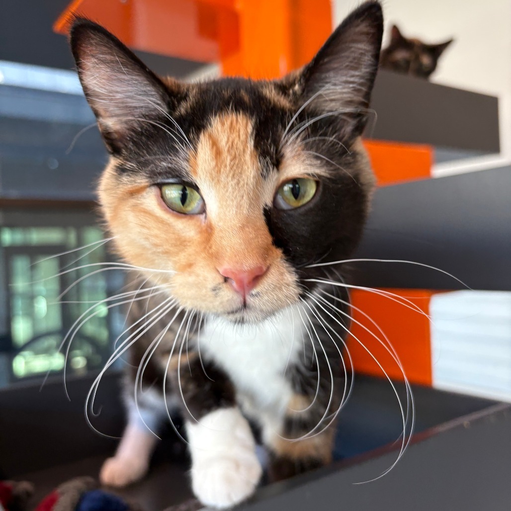 Lady, an adoptable Domestic Short Hair in Hailey, ID, 83333 | Photo Image 4
