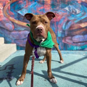 Meet the cuddly loving and adventurous 7-year-old Coogi Coogi is a big strapping boy 90 pounds