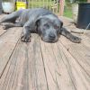 Rufus photo 1