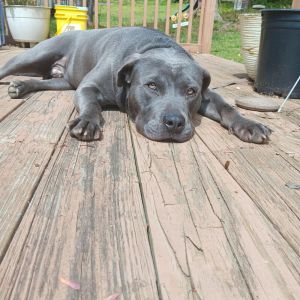 Rufus