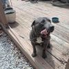 Rufus photo 2