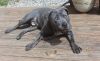 Rufus photo 3