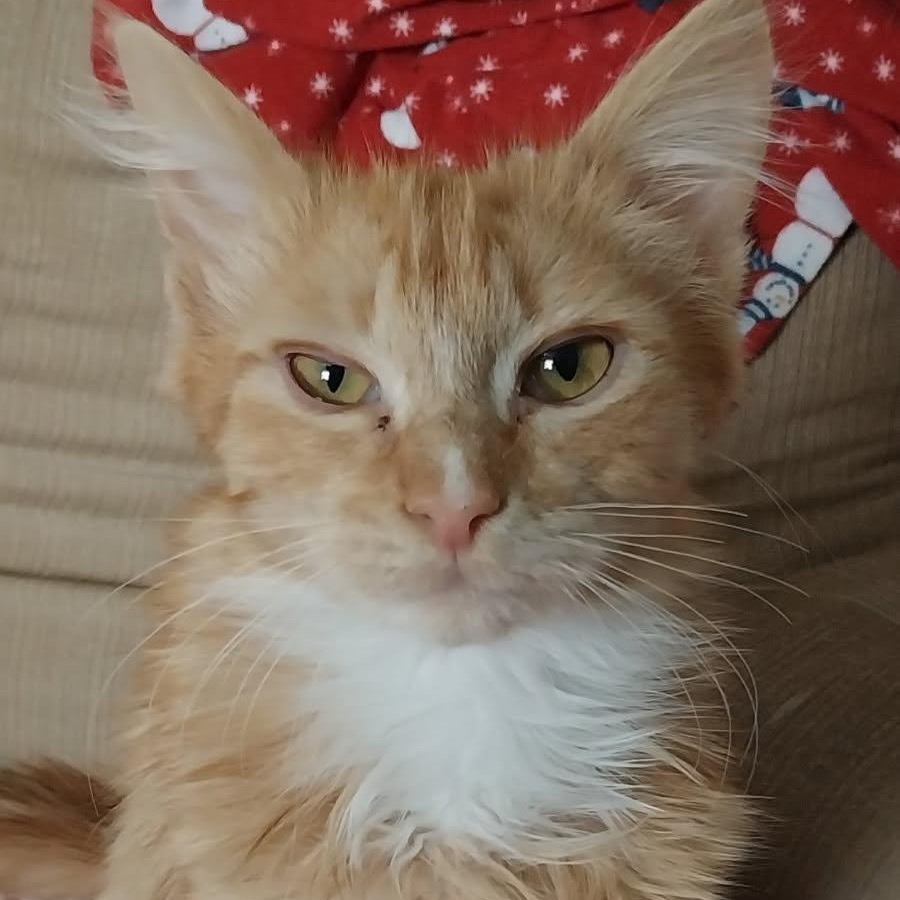 Benson, an adoptable Domestic Long Hair in Baker City, OR, 97814 | Photo Image 1