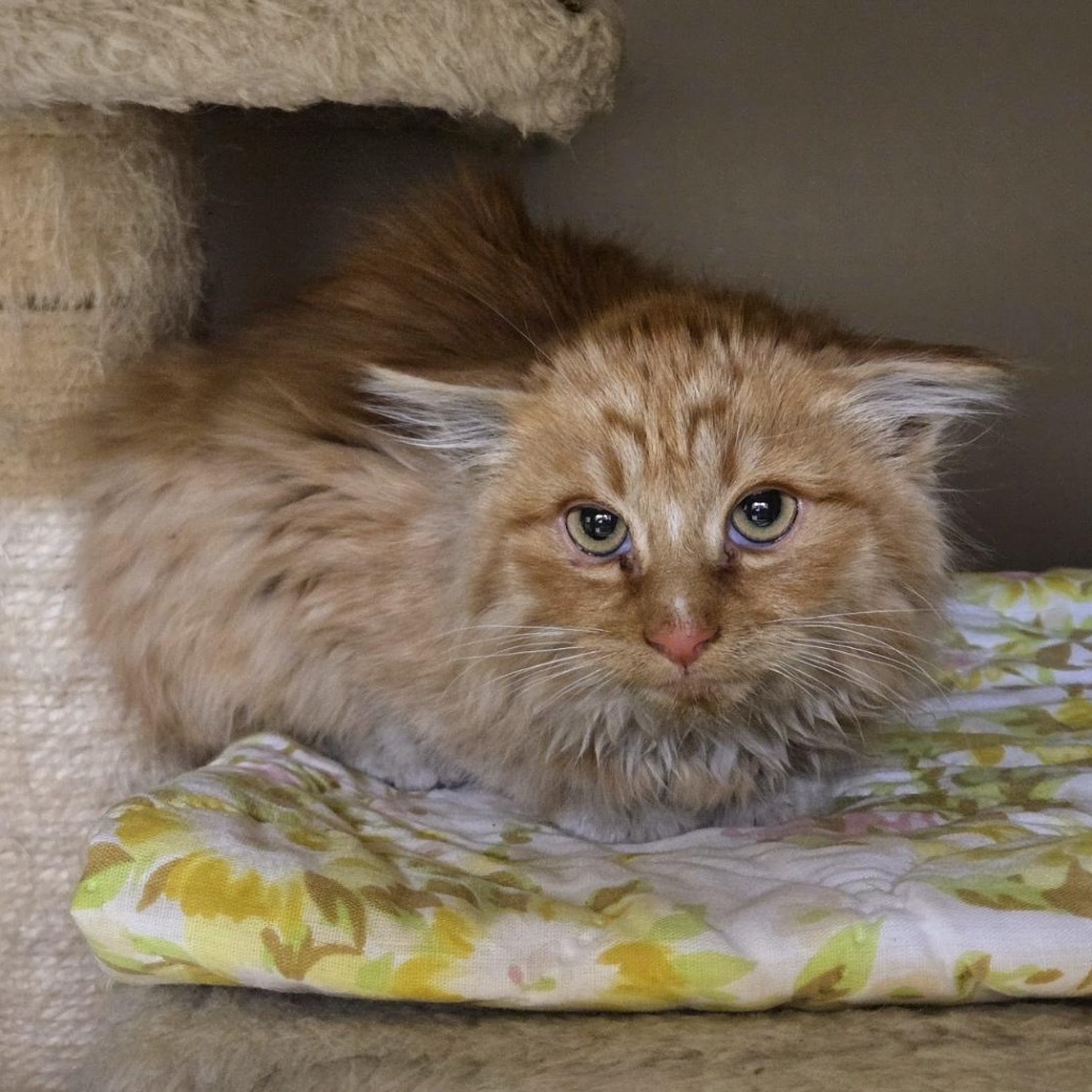 Benson, an adoptable Domestic Long Hair in Baker City, OR, 97814 | Photo Image 2