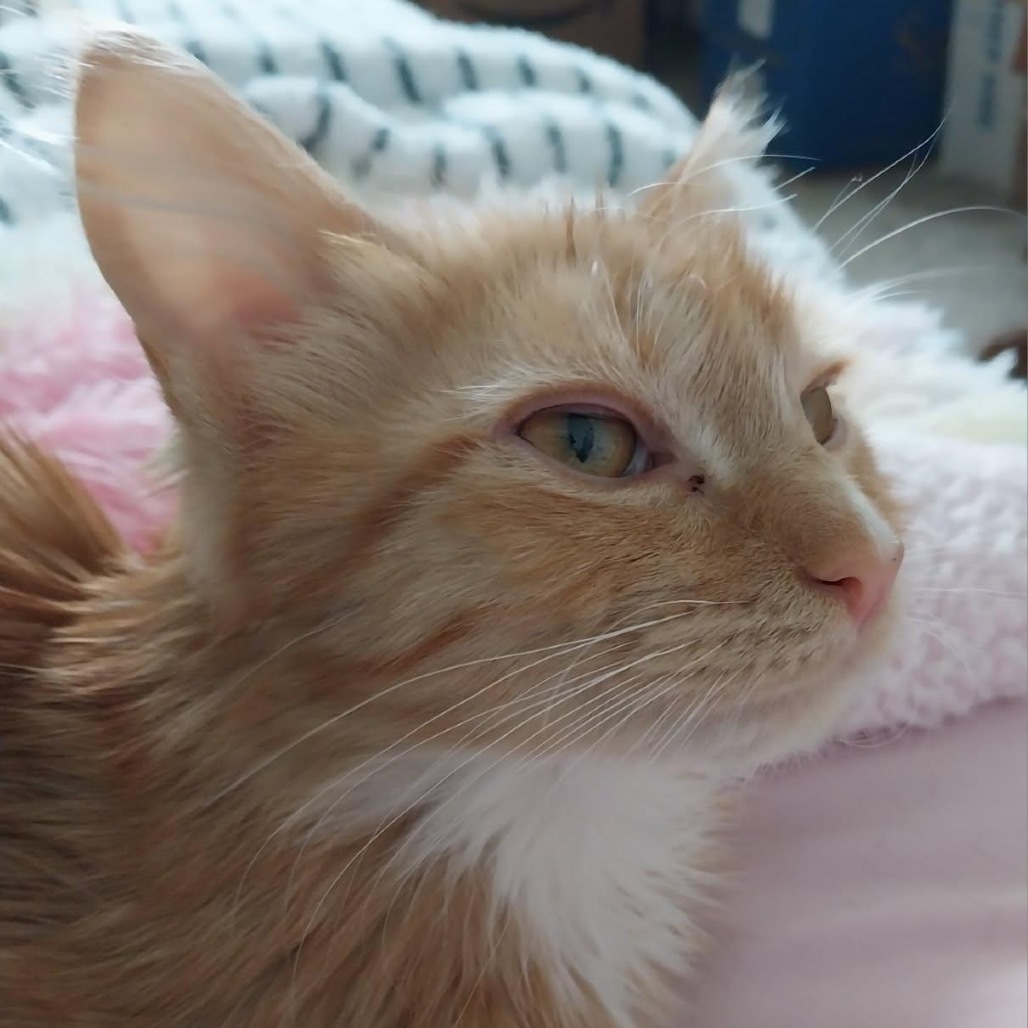 Benson, an adoptable Domestic Long Hair in Baker City, OR, 97814 | Photo Image 3