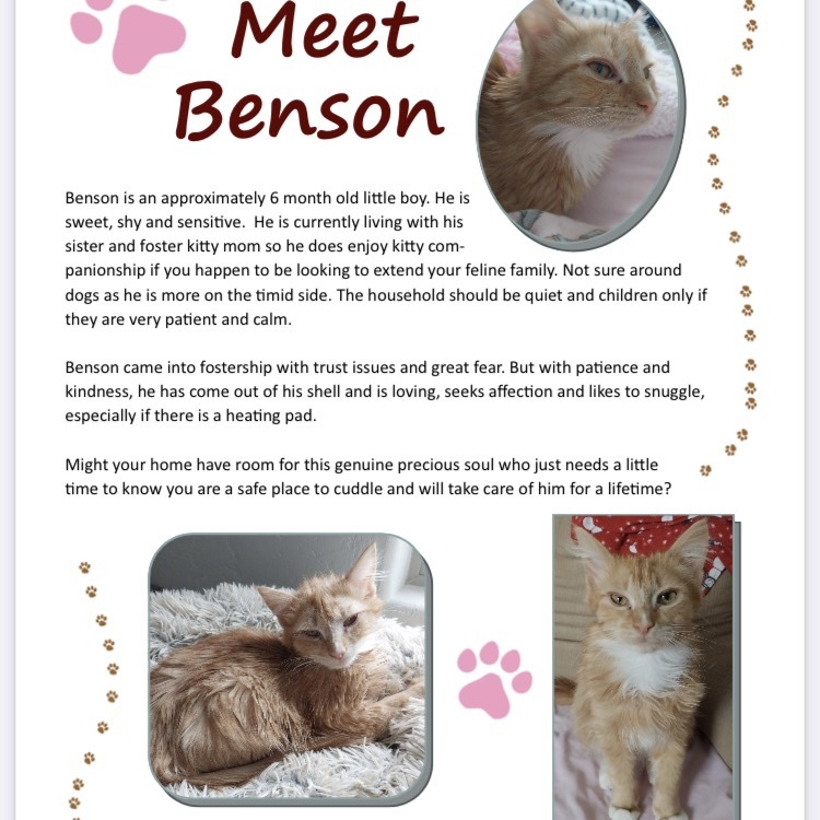 Benson, an adoptable Domestic Long Hair in Baker City, OR, 97814 | Photo Image 4