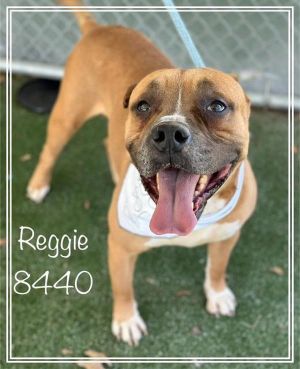 Primary Color Tan Secondary Color White Weight 67lbs Age 5yrs 3mths 0wks
