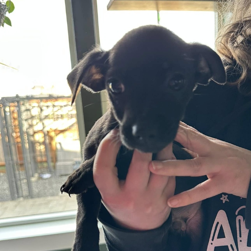 Rosie Litter Bigger blk male
