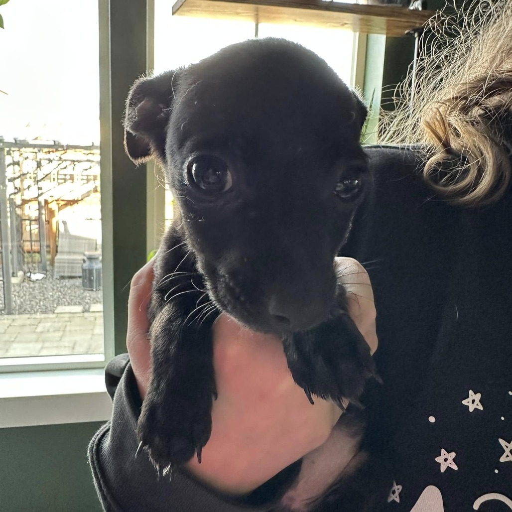 Rosie Litter Blk male