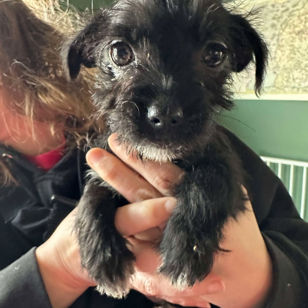 Rosie Litter Scruffy Female