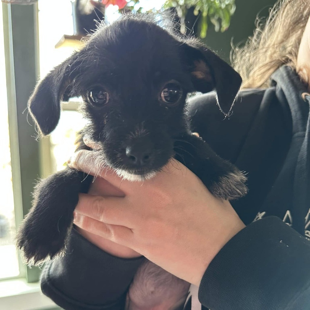 Rosie Litter Less Scruffy Female