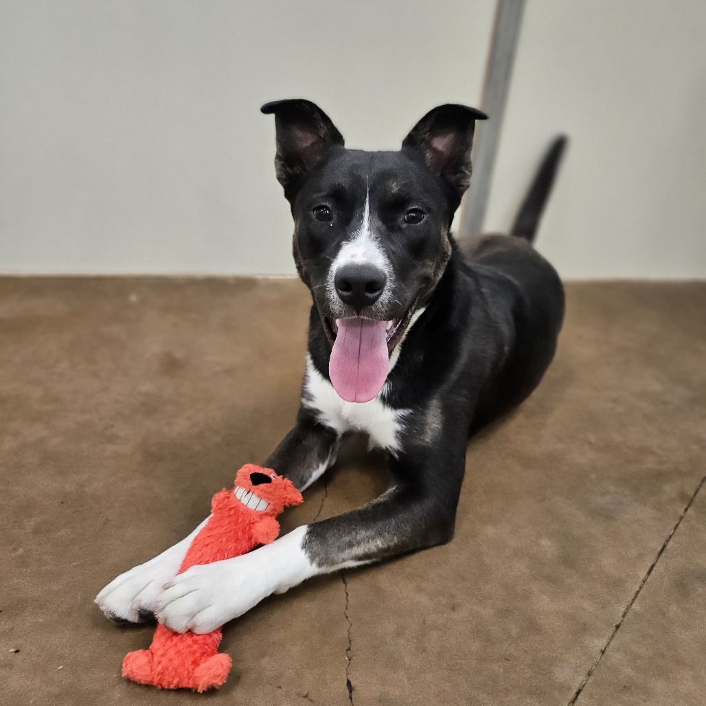 Melani, an adoptable Mixed Breed in Spokane, WA, 99217 | Photo Image 1
