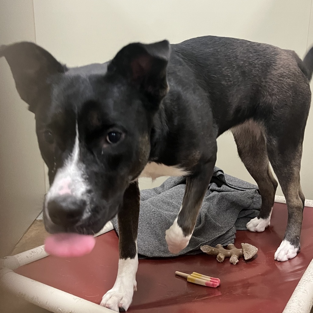 Melani, an adoptable Mixed Breed in Spokane, WA, 99217 | Photo Image 3