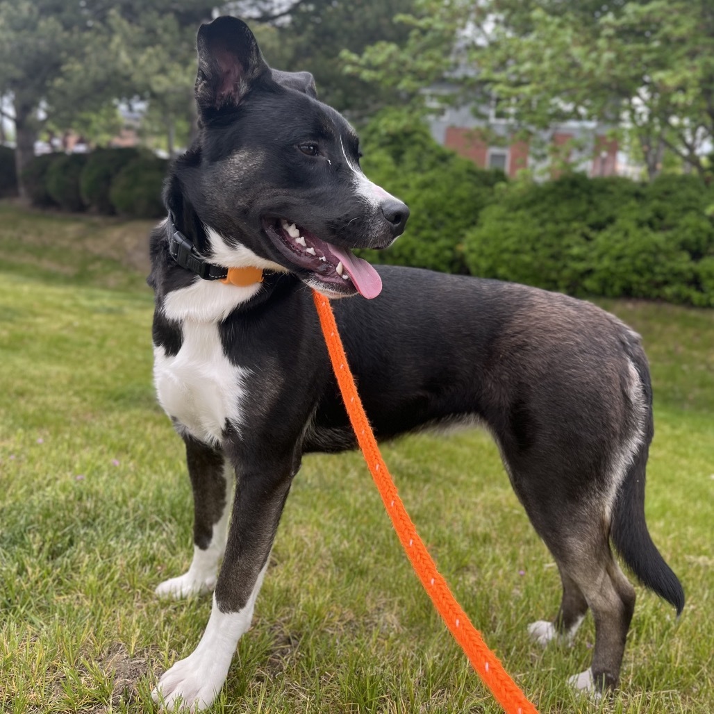 Melani, an adoptable Mixed Breed in Spokane, WA, 99217 | Photo Image 4