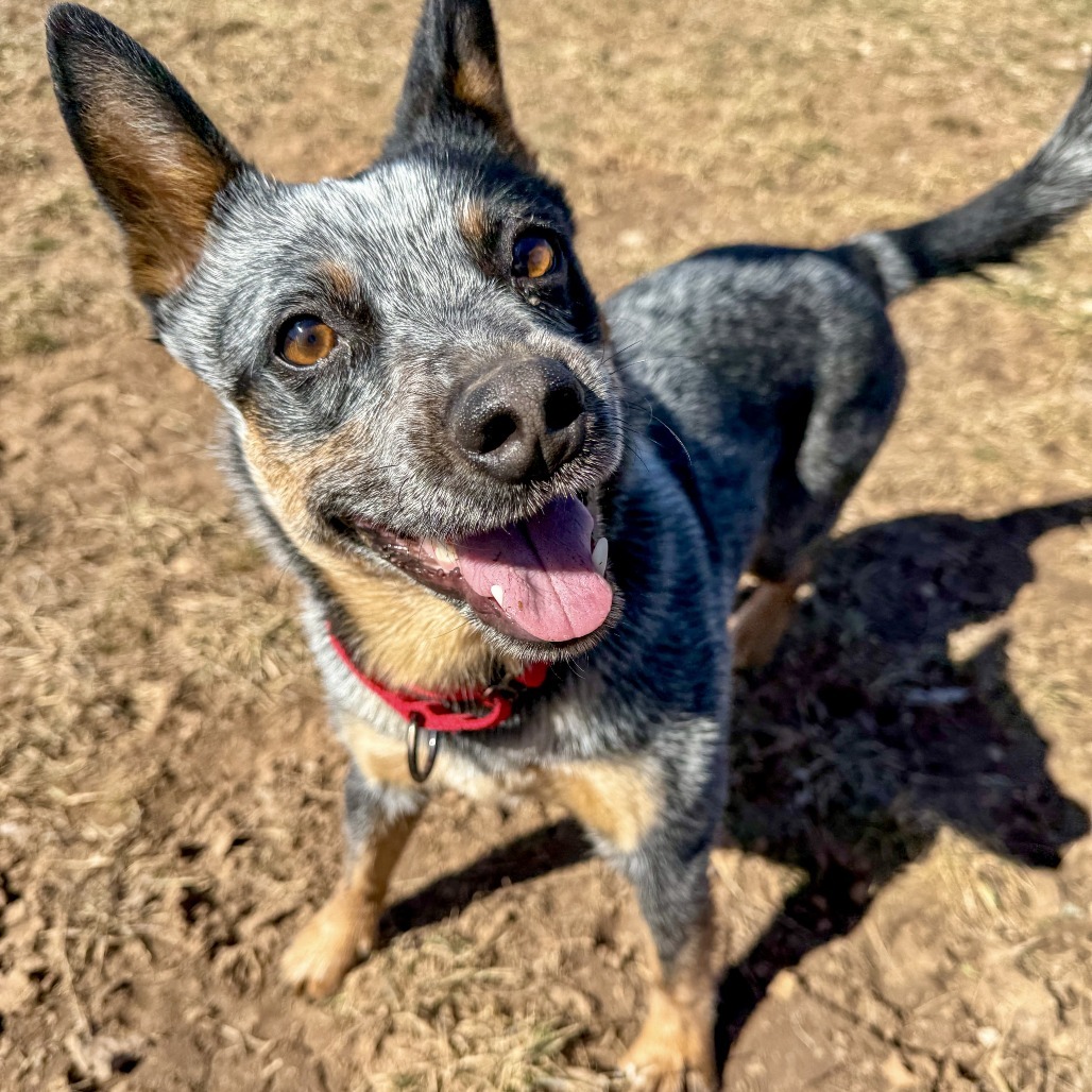 Lexi, an adoptable Cattle Dog in Glenwood Springs, CO, 81601 | Photo Image 1