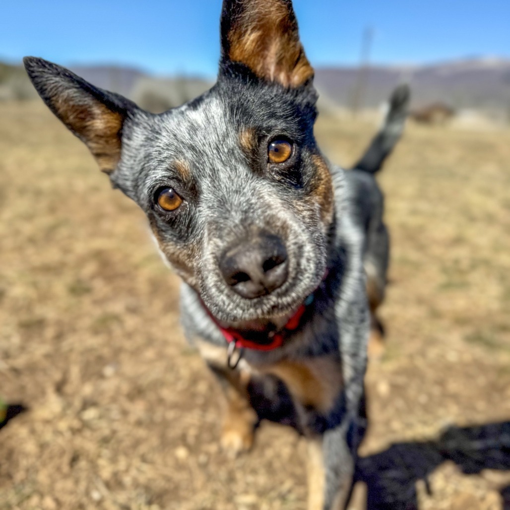 Lexi, an adoptable Cattle Dog in Glenwood Springs, CO, 81601 | Photo Image 2