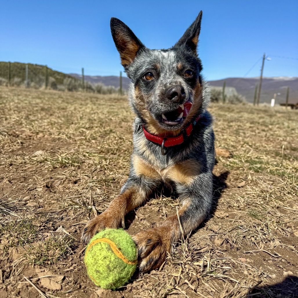 Lexi, an adoptable Cattle Dog in Glenwood Springs, CO, 81601 | Photo Image 3