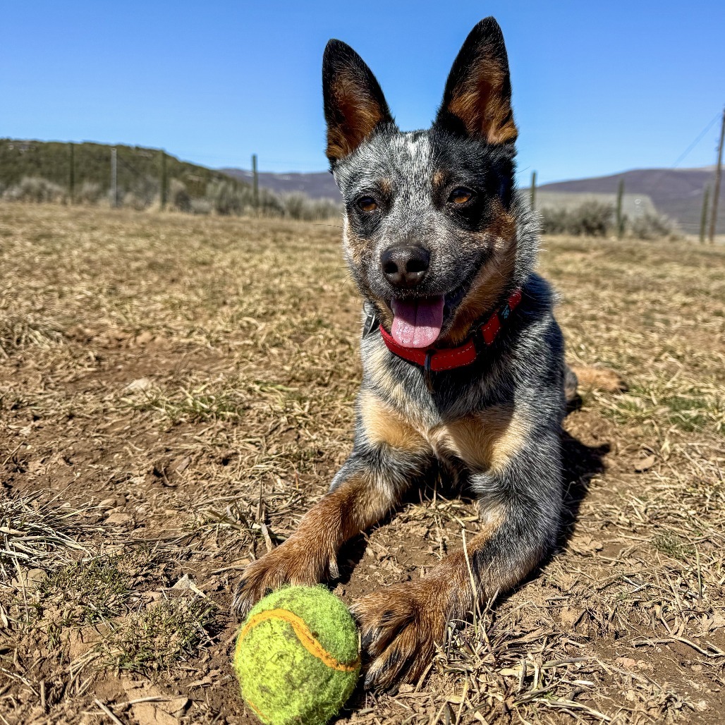 Lexi, an adoptable Cattle Dog in Glenwood Springs, CO, 81601 | Photo Image 4