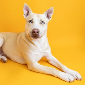 Carol, Adult Female Siberian Husky