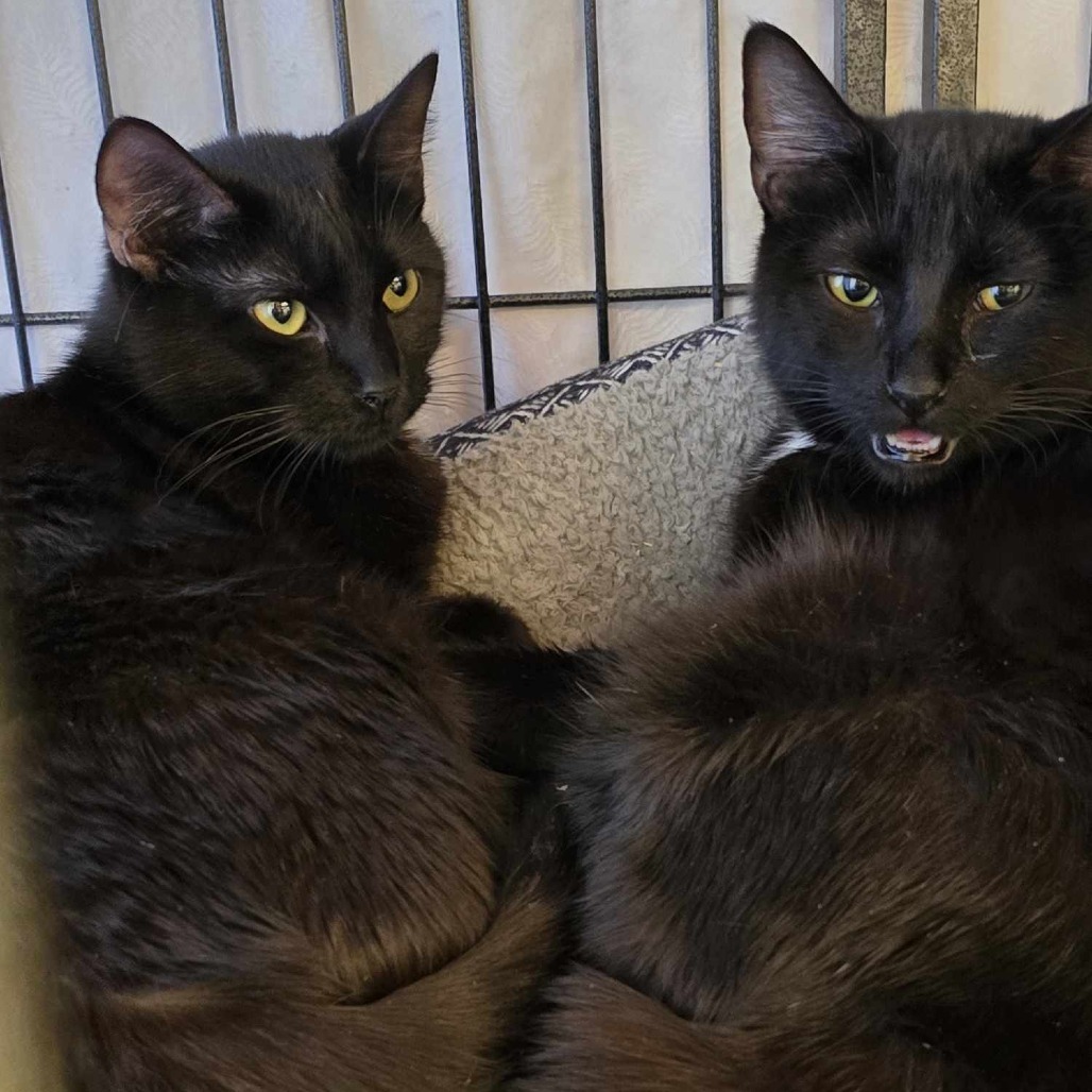 Smoke, an adoptable Domestic Short Hair in Sand Springs, OK, 74063 | Photo Image 1