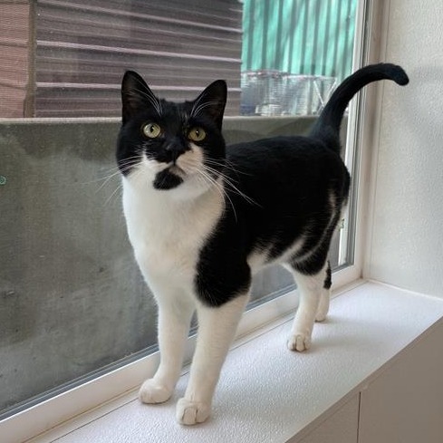 Rosie, an adoptable American Shorthair in Mount Shasta, CA, 96067 | Photo Image 1