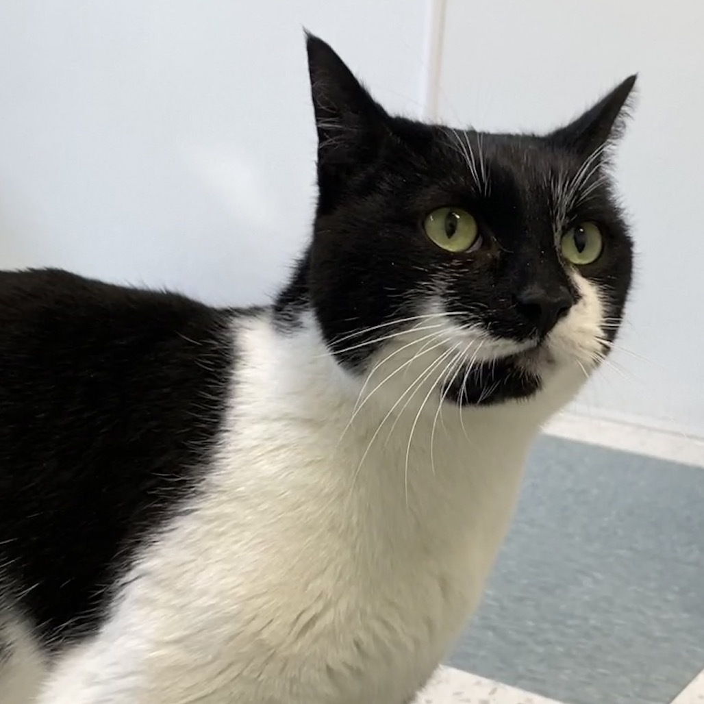 Rosie, an adoptable American Shorthair in Mount Shasta, CA, 96067 | Photo Image 2