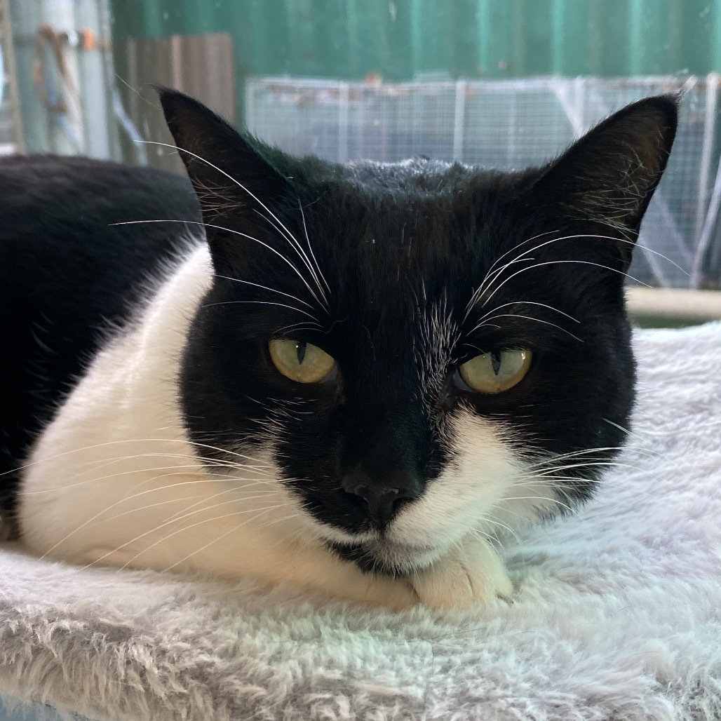 Rosie, an adoptable American Shorthair in Mount Shasta, CA, 96067 | Photo Image 3